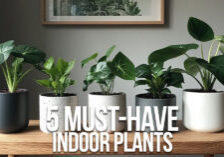 HOME-5 Must-Have Indoor Plants